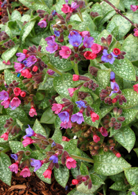 Pulmonaria 'Dark Vader'